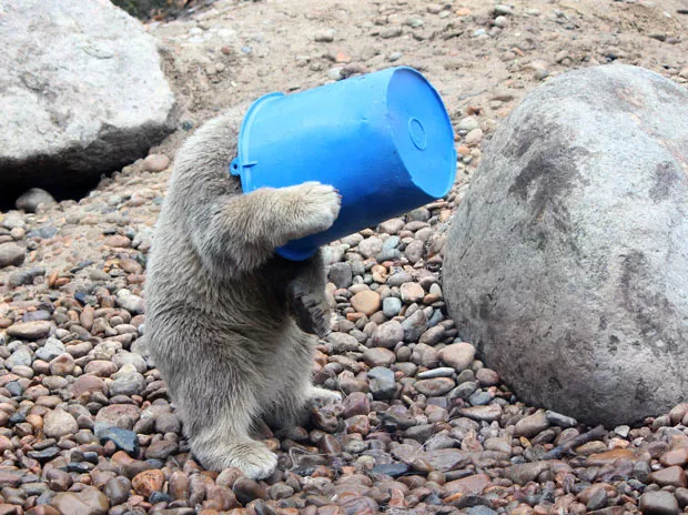 bucket-head_1878559i.jpg bucket-head_1878559i.jpg